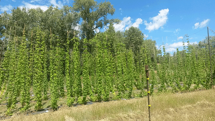 Hops growing on the farm